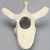 Vertebra, T6, Foam Cortical Vertebra, T6, Foam Cortical