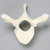 Vertebra, T3, Foam Cortical Vertebra, T3, Foam Cortical