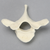 Vertebra, T2, Foam Cortical Vertebra, T2, Foam Cortical