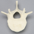 Vertebra, L4, Foam Cortical Vertebra, L4, Foam Cortical