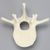 Vertebra, L2, Foam Cortical Vertebra, L2, Foam Cortical