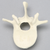 Vertebra, L1, Foam Cortical Vertebra, L1, Foam Cortical
