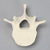 Vertebra, L4, Solid Foam Vertebra, L4, Solid Foam