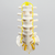Spine, Lumbar with Yellow Nerve Roots, Foam Cortical Spine, Lumbar with Yellow Nerve Roots, Foam Cortical