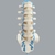 Spine, Lumbar with Blue Nerve Roots, Foam Cortical Spine, Lumbar with Blue Nerve Roots, Foam Cortical