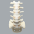 Spine, Lumbar Vertebrae with L4 Spondylolisthesis, Foam Cortical Spine, Lumbar Vertebrae with L4 Spondylolisthesis, Foam Cortical