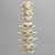 Spine, T9-L4, Foam Cortical Spine, T9-L4, Foam Cortical
