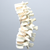 Spine, T9-L4, with L1 Burst, Foam Cortical Spine, T9-L4, with L1 Burst, Foam Cortical