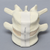 Lumbar Vertebrae, L4-L5, Foam Cortical Lumbar Vertebrae, L4-L5, Foam Cortical