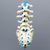 Spine, Lumbar, with L5 Stenosis, Foam Cortical Spine, Lumbar, with L5 Stenosis, Foam Cortical