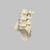 Spine, Lumbar Vertebrae, Anterior Ligament, L3-Sacrum, Solid Foam