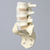Spine, Lumbar Vertebrae, L3-Sacrum, Foam Cortical Spine, Lumbar Vertebrae, L3-Sacrum, Foam Cortical