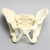 Pelvis with Reinforcement, Pediatric Full, Solid Foam Pelvis with Reinforcement, Pediatric Full, Solid Foam