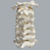 Spine, Cervical with Posterior Ligament, Solid Foam Spine, Cervical with Posterior Ligament, Solid Foam