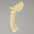 Spine, Occipital-T3, Posterior Ligament and Tan Discs, Solid Foam Spine, Occipital-T3, Posterior Ligament and Tan Discs, Solid Foam