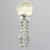 Spine, Occipital-T3, Ligaments and White Discs, Solid Foam Spine, Occipital-T3, Ligaments and White Discs, Solid Foam