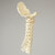 Spine, Occipital-T3, Ligaments and Tan Discs, Solid Foam Spine, Occipital-T3, Ligaments and Tan Discs, Solid Foam