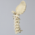 Spine, Cervical with Occipital, Ligaments, and Tan Discs, Solid Foam Spine, Cervical with Occipital, Ligaments, and Tan Discs, Solid Foam