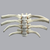 Thoracic Vertebrae with Ribs, Solid Foam Thoracic Vertebrae with Ribs, Solid Foam