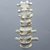 Spine, T9-L2, Foam Cortical Shell Spine, T9-L2, Foam Cortical Shell