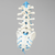 Spine, Lumbar with L3-L5 Stenosis, Solid Foam Spine, Lumbar with L3-L5 Stenosis, Solid Foam