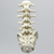 Spine, Lumbar with White Discs and Single Ligament, Solid Foam Spine, Lumbar with White Discs and Single Ligament, Solid Foam
