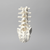 Spine, Lumbar with White Discs, Solid Foam Spine, Lumbar with White Discs, Solid Foam