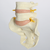 Spine, Lumbar Vertebrae, L4-Sacrum with Nucleus Filled Discs, Solid Foam Spine, Lumbar Vertebrae, L4-Sacrum with Nucleus Filled Discs, Solid Foam
