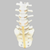 Spine, Lumbar, L5-Sacrum Spondylolisthesis, Solid Foam Spine, Lumbar, L5-Sacrum Spondylolisthesis, Solid Foam