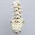 Spine, Lumbar, L1-Sacrum with Tan Discs, Solid Foam Spine, Lumbar, L1-Sacrum with Tan Discs, Solid Foam