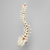 Spine, Scoliosis, T3-Sacrum, Foam Cortical Spine, Scoliosis, T3-Sacrum, Foam Cortical