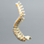 Spine, Scoliosis, T1-Sacrum with 15 degree Rotation, Solid Foam Spine, Scoliosis, T1-Sacrum with 15 degree Rotation, Solid Foam