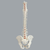 Spine with Male Pelvis, Solid Foam, Full Spine with Male Pelvis, Solid Foam, Full