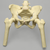 Pelvis with Removable Femurs, Female, Solid Foam Pelvis with Removable Femurs, Female, Solid Foam