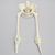 Pelvis with Removable Legs and Movable SI Joints, Female, Solid Foam Pelvis with Removable Legs and Movable SI Joints, Female, Solid Foam