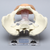 Pelvis, Full Female, Uterine Trainer Pelvis, Full Female, Uterine Trainer