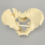 Pelvis with Rami and SI Fractures with Dislocation, Full Male, Foam Cortical Pelvis with Rami and SI Fractures with Dislocation, Full Male, Foam Cortical
