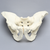 Pelvis, Salter's Osteotomy, Full Male, Foam Cortical Pelvis, Salter's Osteotomy, Full Male, Foam Cortical