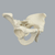 Pelvis, Full Male, Foam Cortical Pelvis, Full Male, Foam Cortical