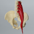 Lumbar Spine with Full Pelvis and Psoas Muscle, Solid Foam Lumbar Spine with Full Pelvis and Psoas Muscle, Solid Foam