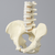 Lumbar Spine with Pelvis, Full Male, Foam Cortical Lumbar Spine with Pelvis, Full Male, Foam Cortical