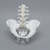 Lumbar Spine with Full Pelvis, Male, Solid White Plastic Lumbar Spine with Full Pelvis, Male, Solid White Plastic