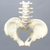 Lumbar Spine with Pelvis, Full Male, Solid Foam Lumbar Spine with Pelvis, Full Male, Solid Foam