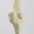 Knee with Three Stretch Cord Ligaments, Full Length, Small Knee with Three Stretch Cord Ligaments, Full Length, Small
