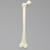 Femur, Pediatric, Solid Foam, Right Femur, Pediatric, Solid Foam, Right