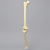 Knee with Fibula and Three Stretch Ligaments, Full Length Knee with Fibula and Three Stretch Ligaments, Full Length