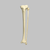 Tibia and Fibula, Left, Large Tibia and Fibula, Left, Large