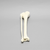 Tibia and Fibula, Solid Foam, Large Tibia and Fibula, Solid Foam, Large