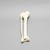 Tibia and Fibula, Solid Foam, Large