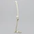 Full Leg with Foam Cortical Shell Femur and Tibia Full Leg with Foam Cortical Shell Femur and Tibia